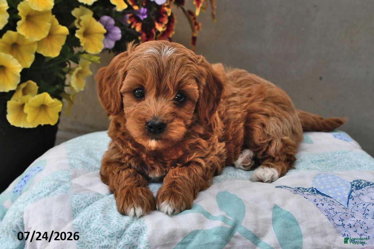 Cavapoo dogs Daisy - Ad 1