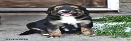 Mixed Breed dogs for sale: Troy - Ad 3