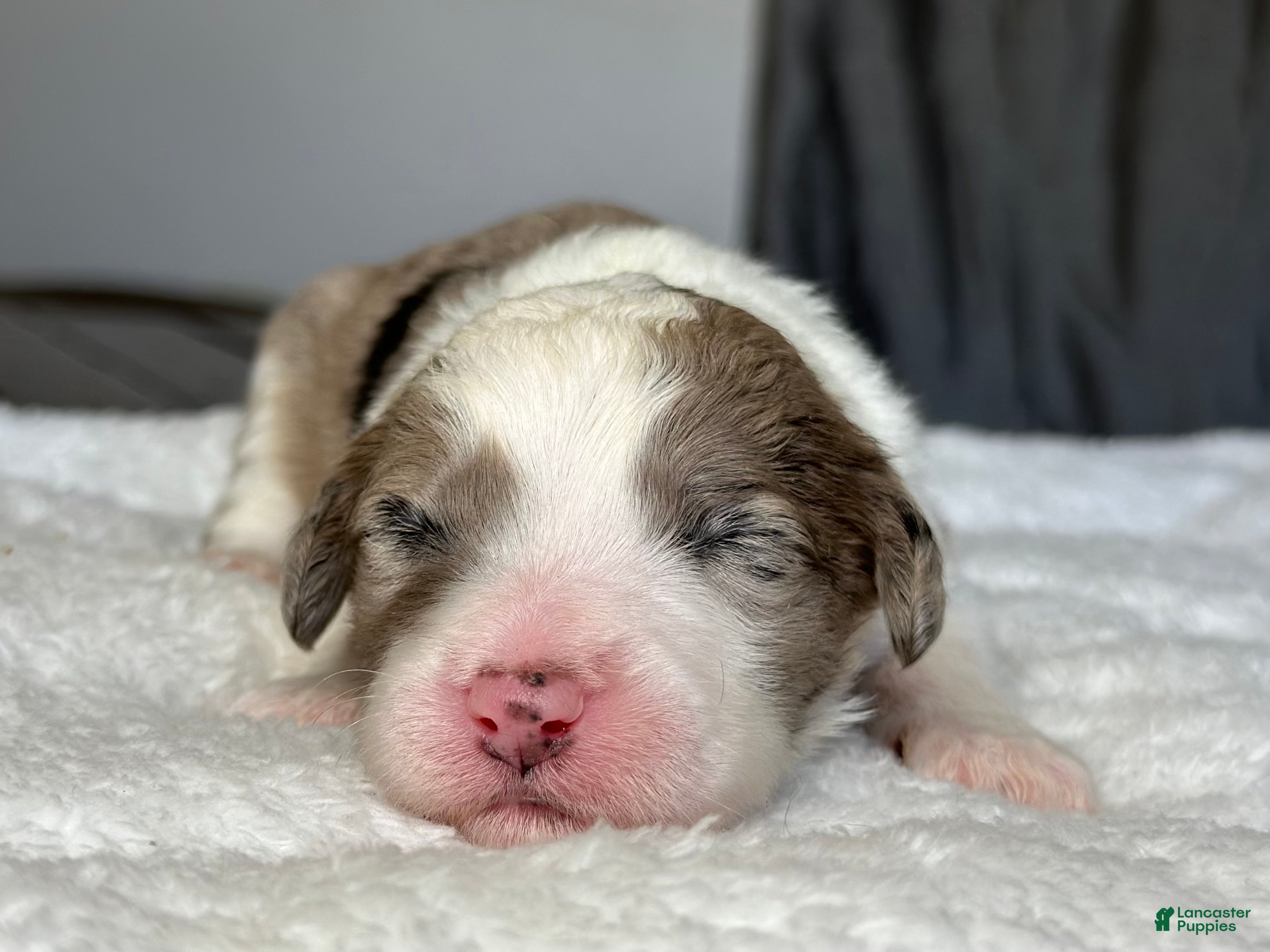 Sheepadoodle dogs Merle Male 5 - Ad 1