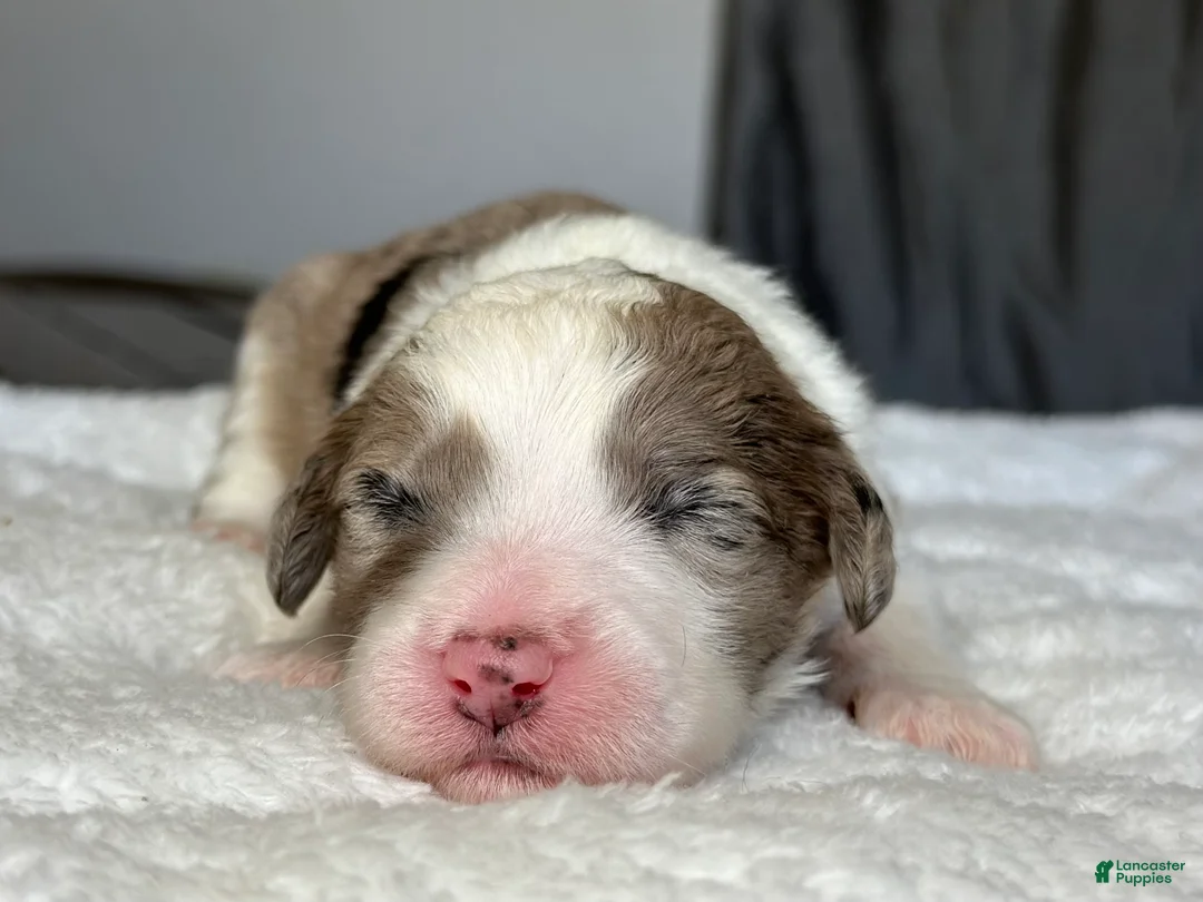 Sheepadoodle dogs for sale: Merle Male 5 - Ad 1