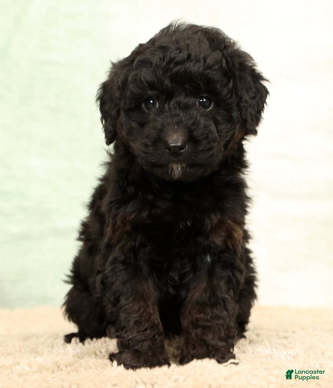 Mini Aussiedoodle dogs for sale: Benny - Ad 3