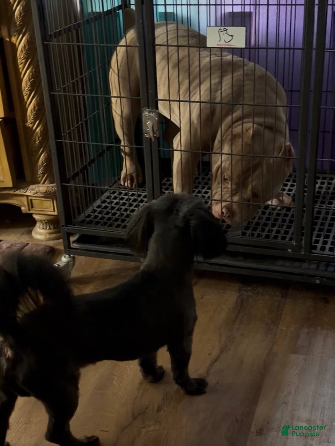American Bully dogs for sale: American Bully Puppy 1 - Ad 3
