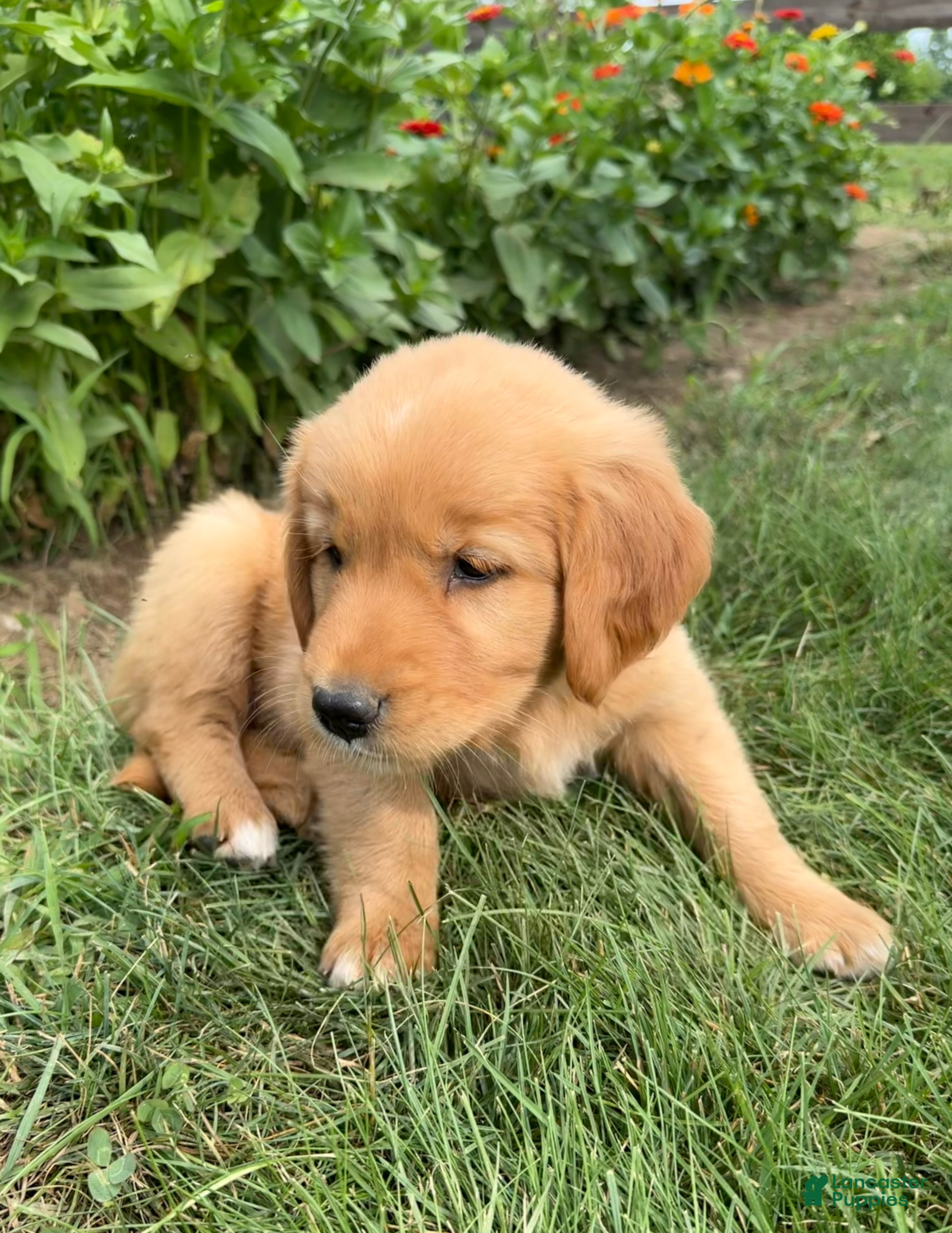 Golden Retriever dogs Daisy - Ad 2