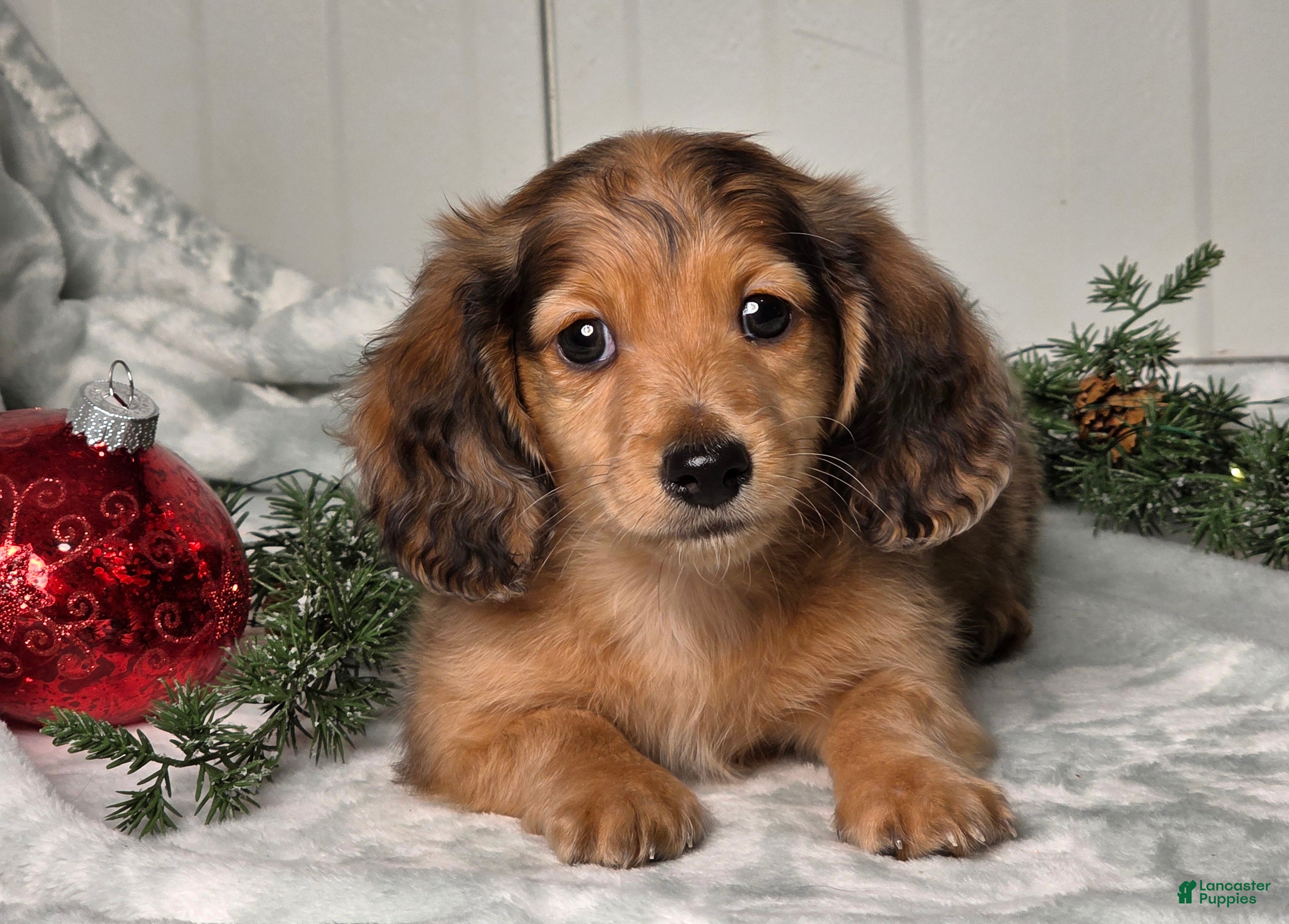 Miniature Dachshund dogs Shane - Ad 15