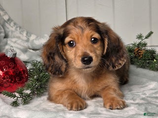 Miniature Dachshund dogs Shane - Ad 15