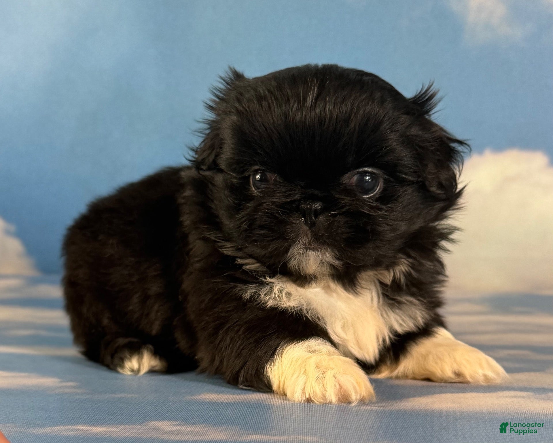 Pekingese dogs AKC Beyoncé DNA OFA  - Ad 2