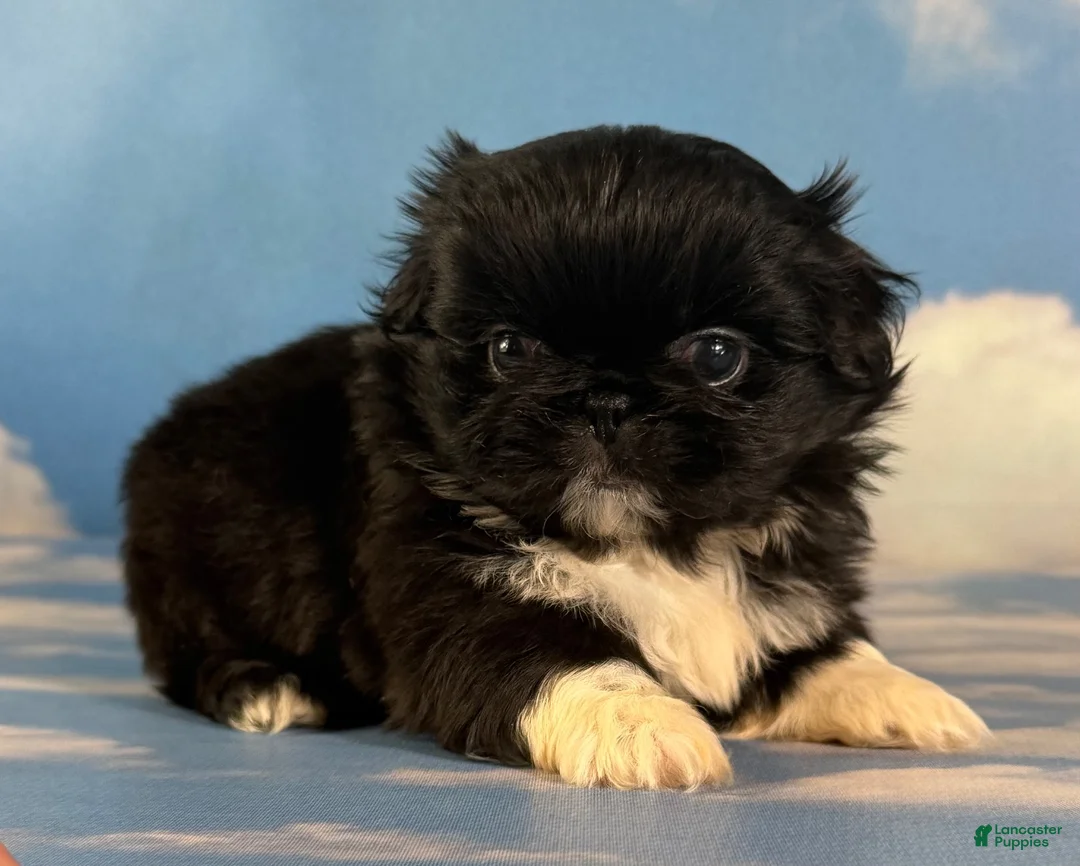 Pekingese dogs for sale: AKC Beyoncé DNA OFA  - Ad 2