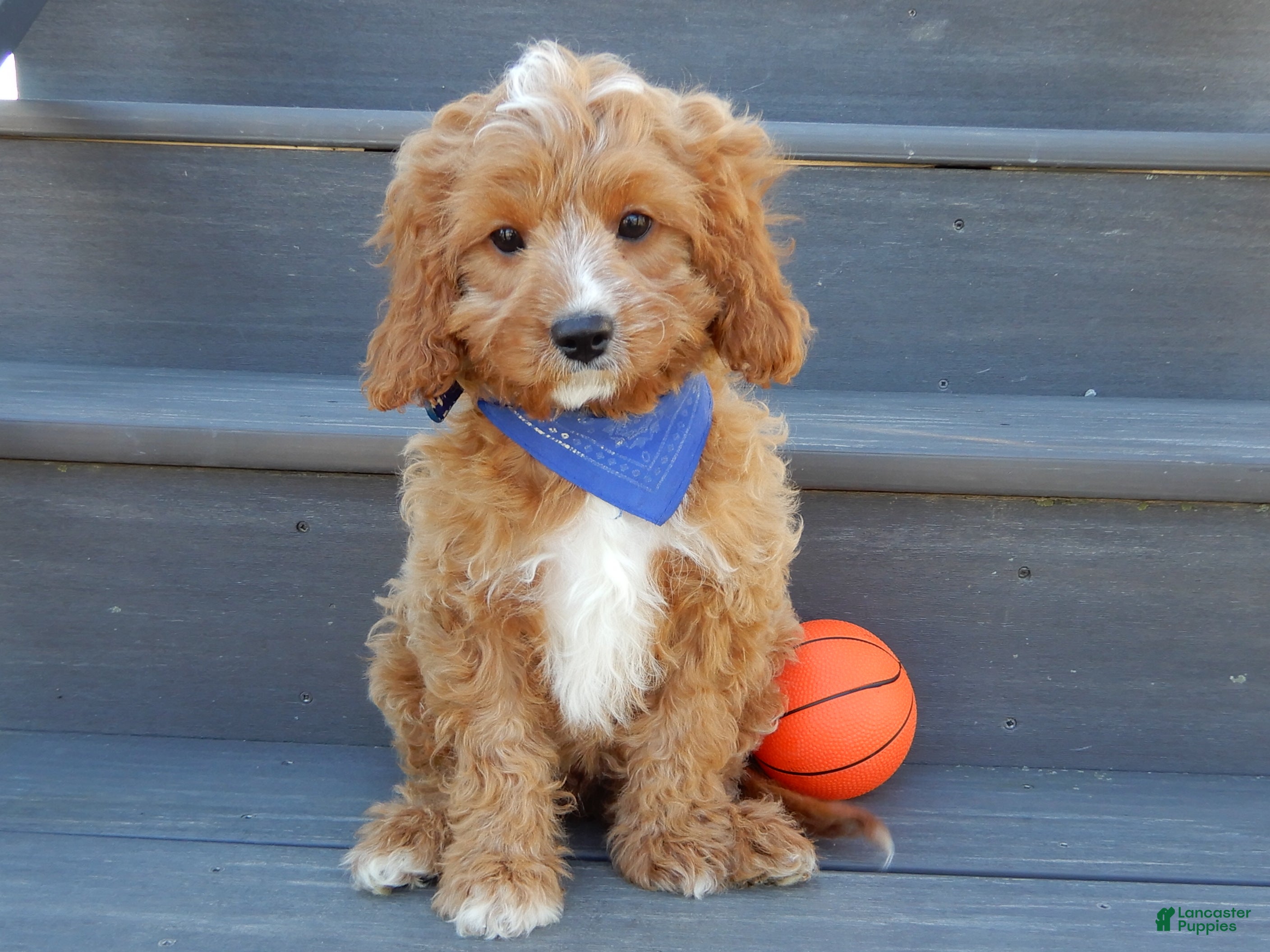 Cavapoo dogs for sale: Thomas - Ad 3
