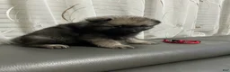 Keeshond dogs for sale: Willow  - Ad 6