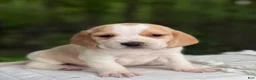 Beagle dogs for sale: Ava - Ad 5