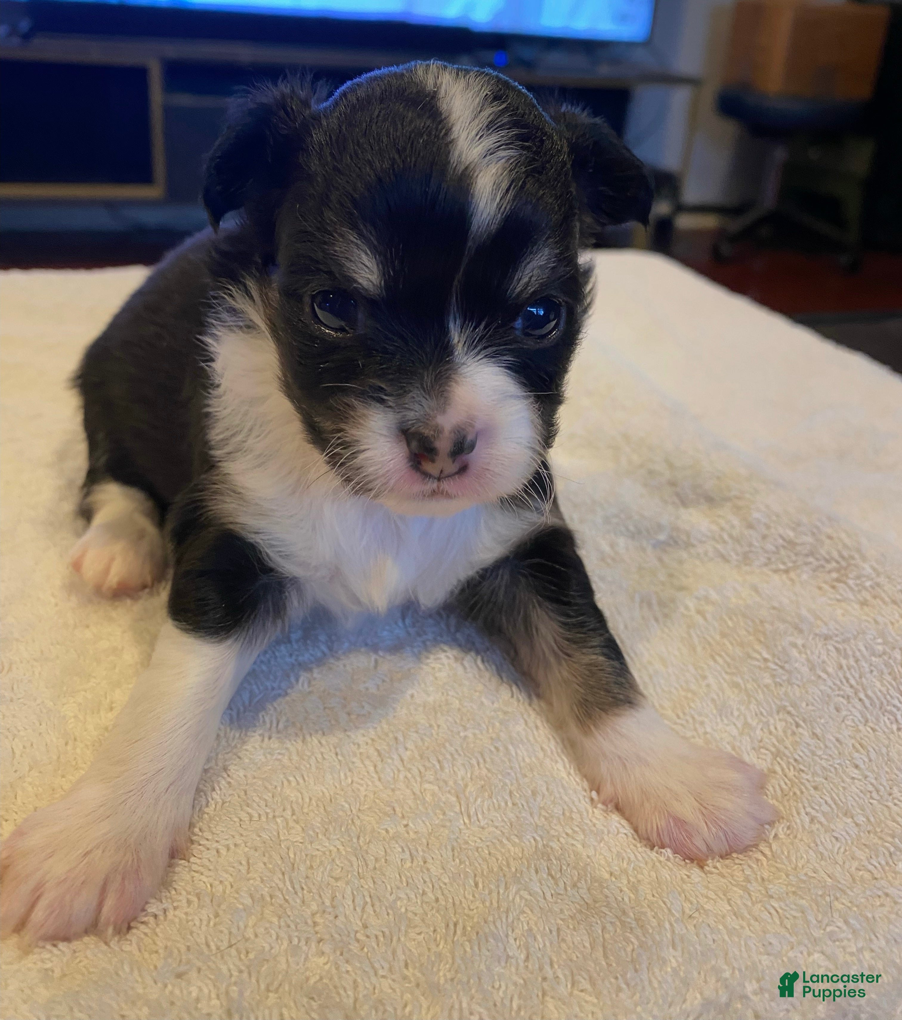 Chihuahua dogs Rosie - Ad 41