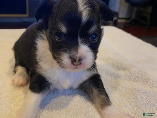 Chihuahua dogs Rosie - Ad 8