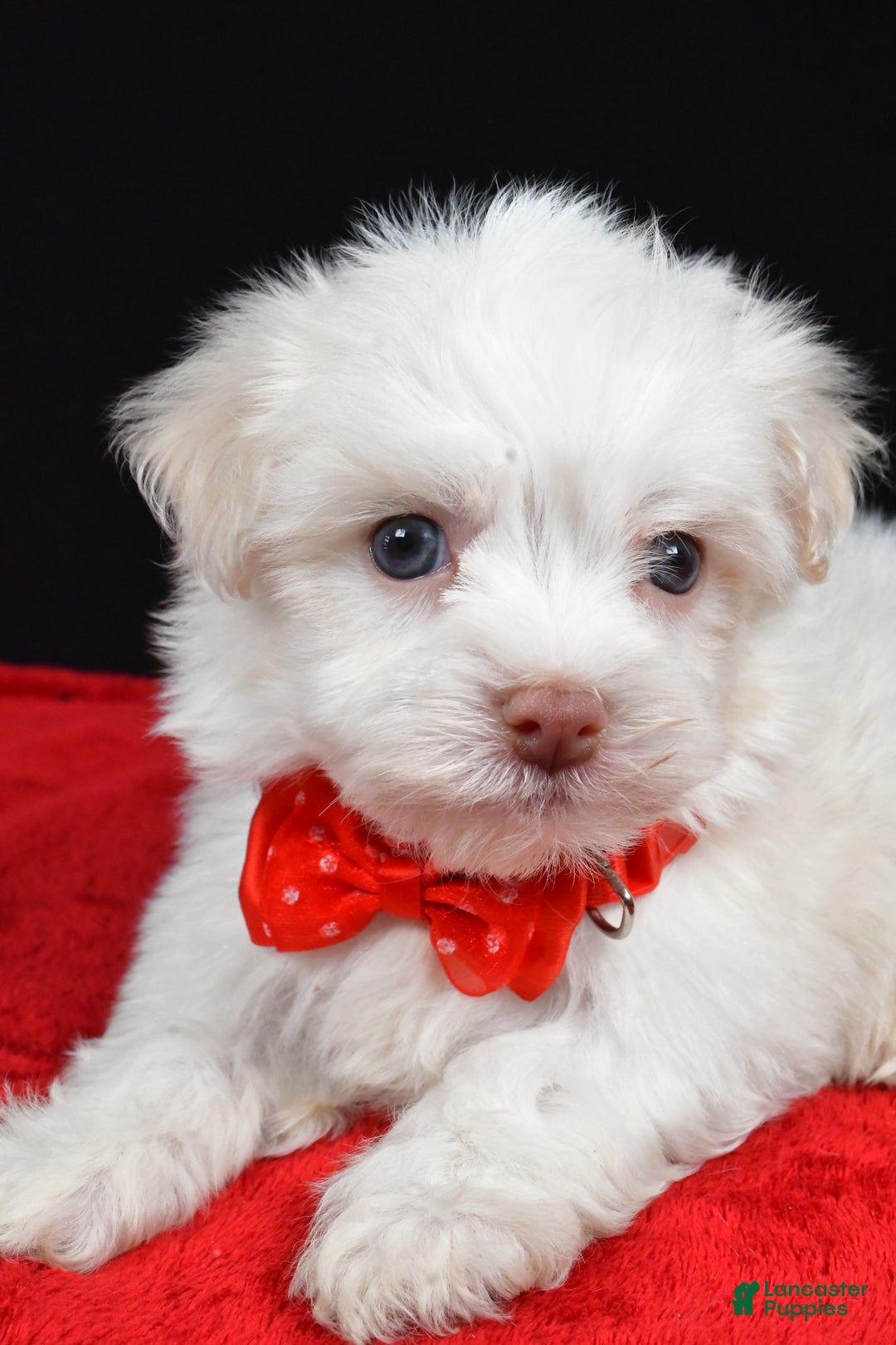 Havanese dogs for sale: Zain - Ad 3