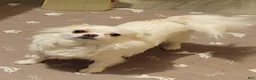 Chihuahua dogs for sale: Chihuahua 1 - Ad 3