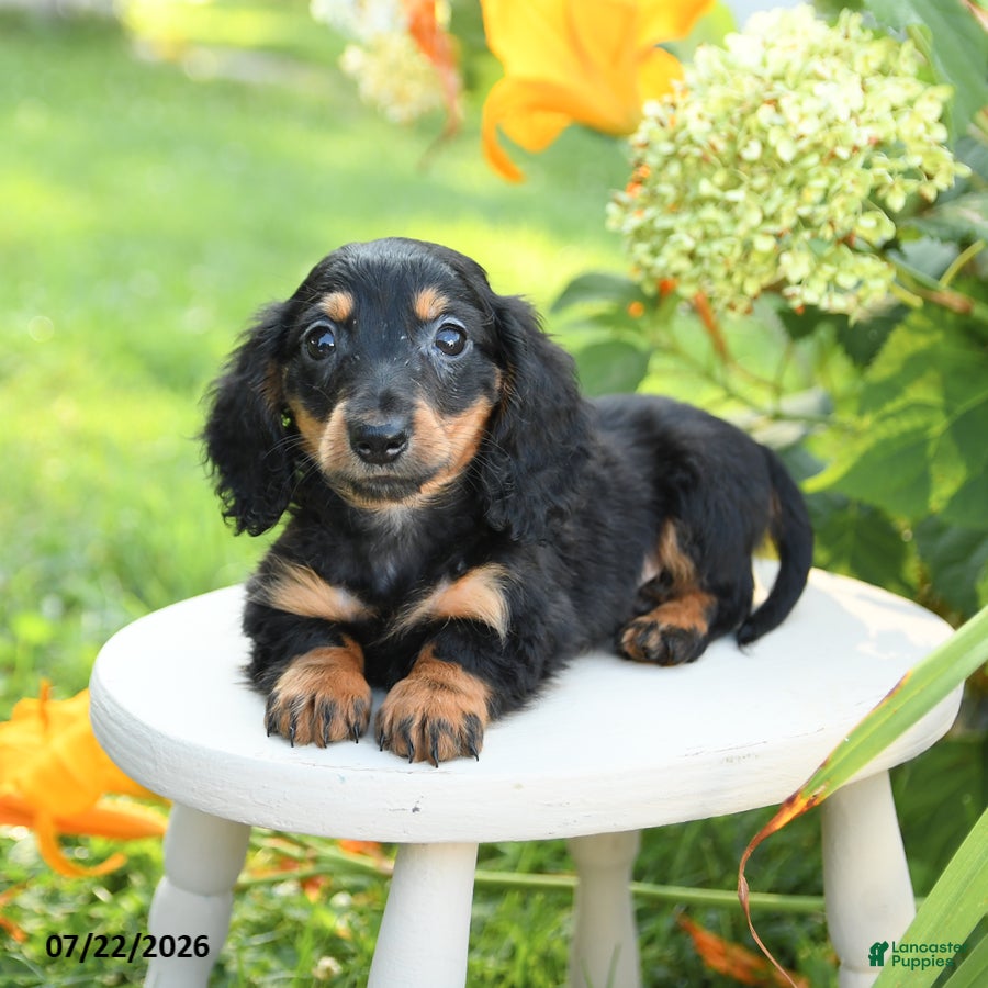 Miniature Dachshund dogs Fudge - Ad 2