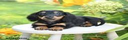 Miniature Dachshund dogs for sale: Fudge - Ad 2