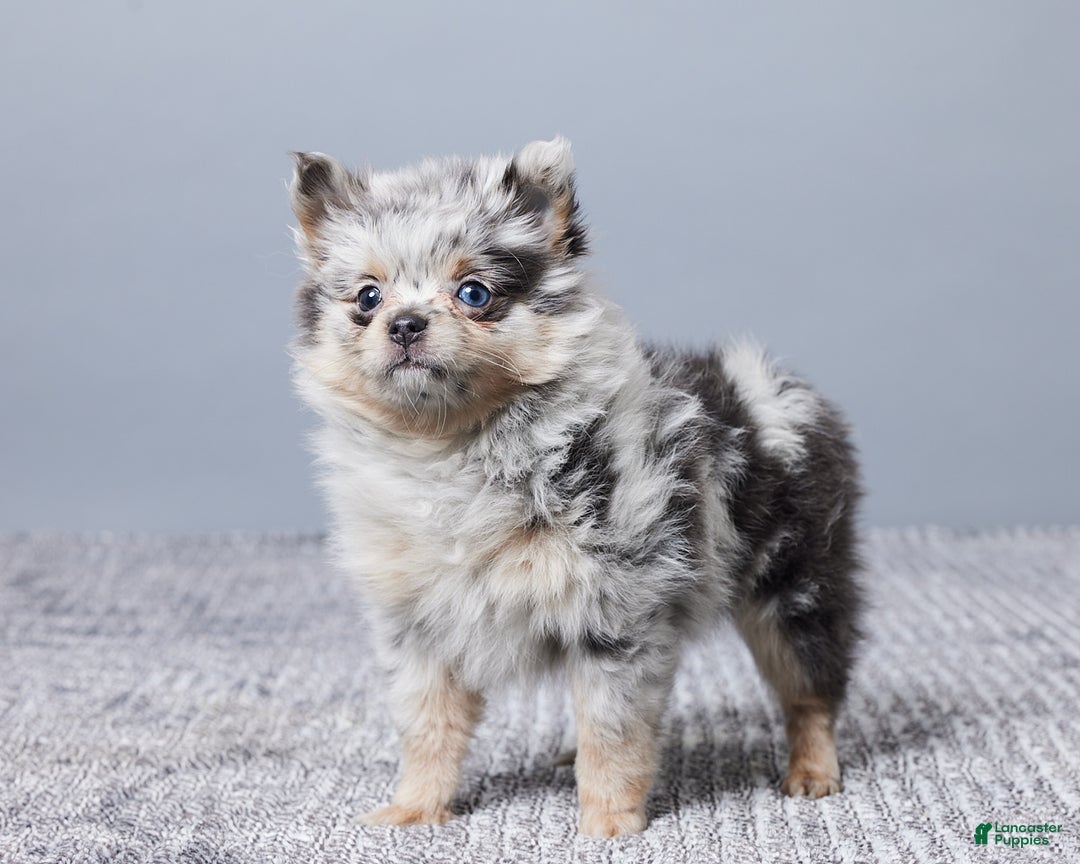 Pomeranian dogs for sale: Sally - Ad 2
