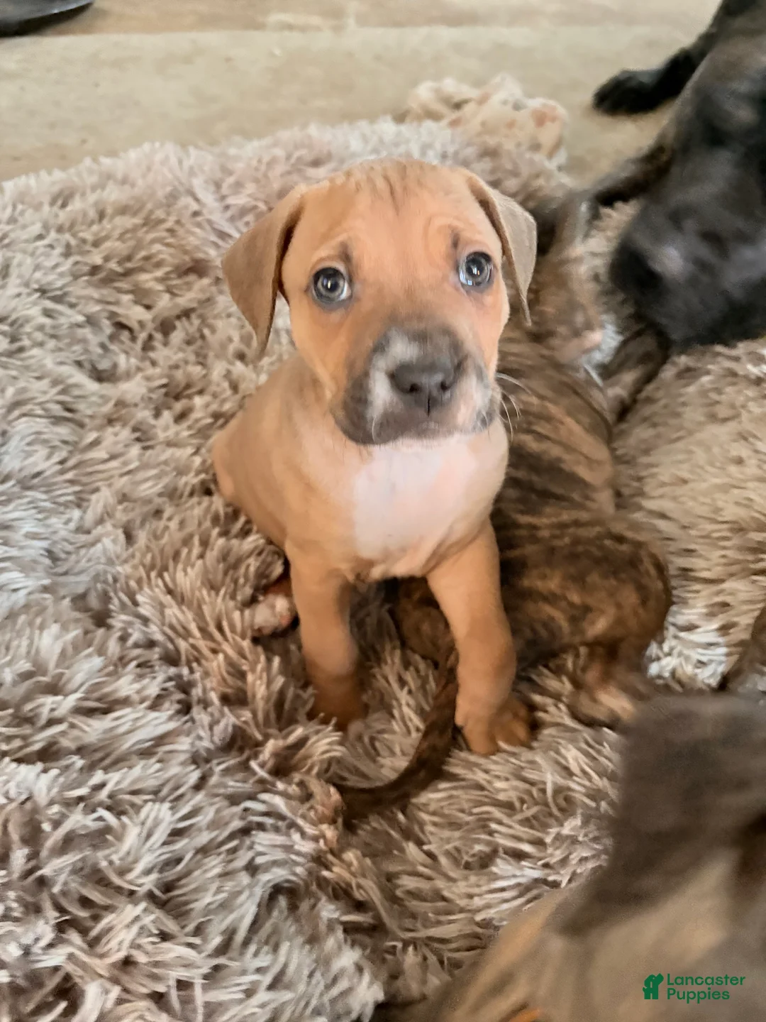 Mixed Breed dogs for sale: Thing Thing  - Ad 3