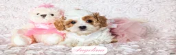Cavapoo dogs for sale: Angelina - Ad 5