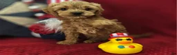 Cockapoo dogs for sale: Girdle - Ad 4