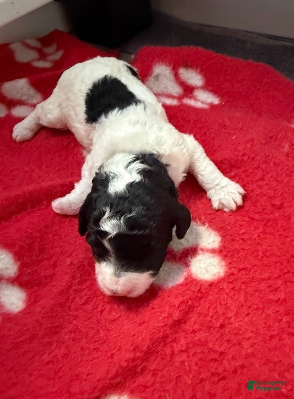 Miniature Poodle dogs Miniature Poodle Purple - Ad 1