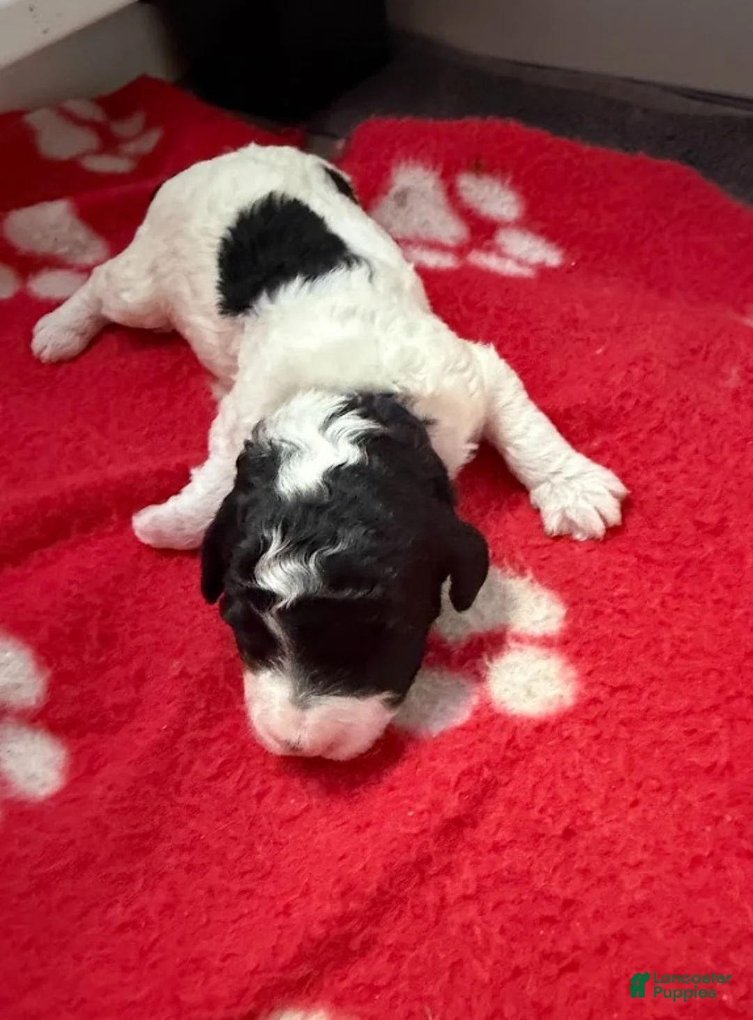 Miniature Poodle dogs for sale: Miniature Poodle Purple - Ad 1