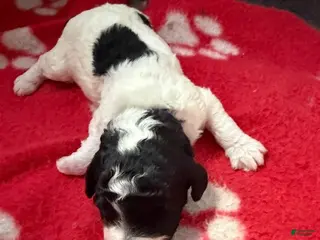 Miniature Poodle dogs for sale: Miniature Poodle Purple - Ad 2