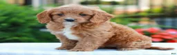 Cavapoo dogs for sale: Ellie  - Ad 3