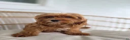 Cavapoo dogs for sale: Chester - Ad 4