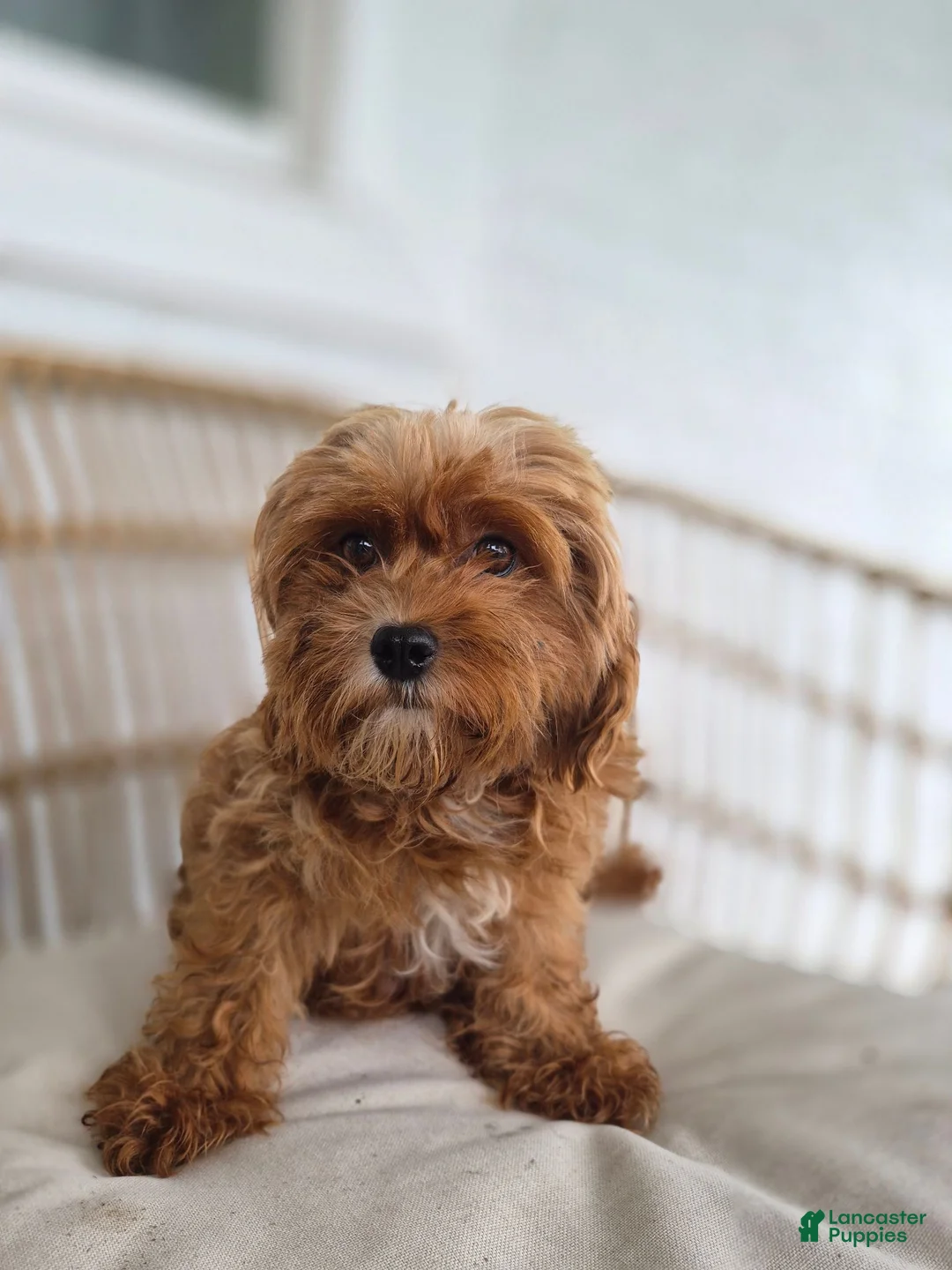 Cavapoo dogs for sale: Chester - Ad 4