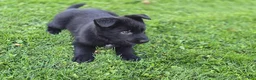 German Shepherd dogs for sale: Dolly - Ad 2
