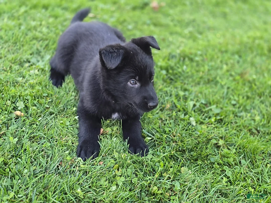 German Shepherd dogs for sale: Dolly - Ad 2