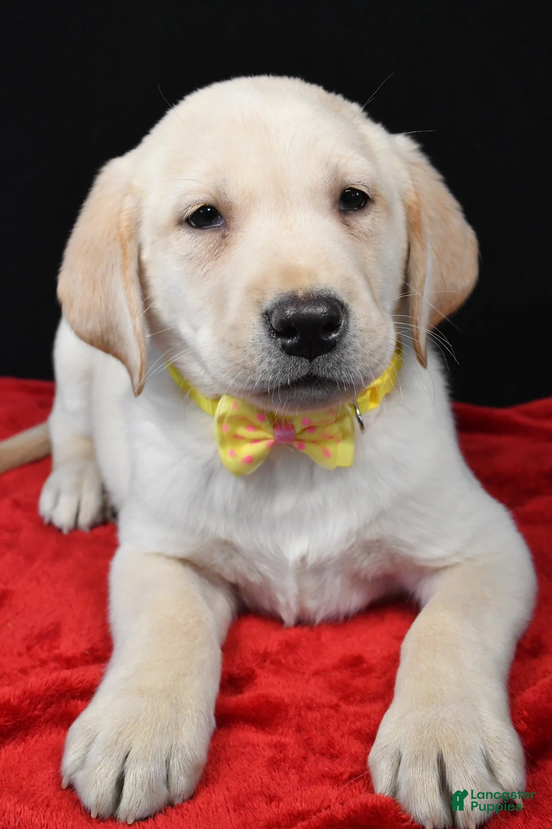 Labrador Retriever dogs for sale: Rizzo - Ad 4