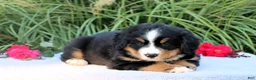 Bernese Mountain Dog dogs for sale: Laura AKC - Ad 3