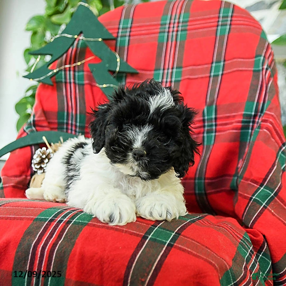 Cockapoo dogs for sale: Scooter - Ad 4