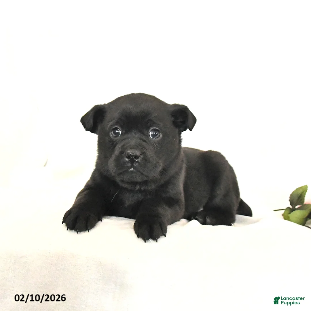 Mixed Breed dogs for sale: Shadow - Ad 2