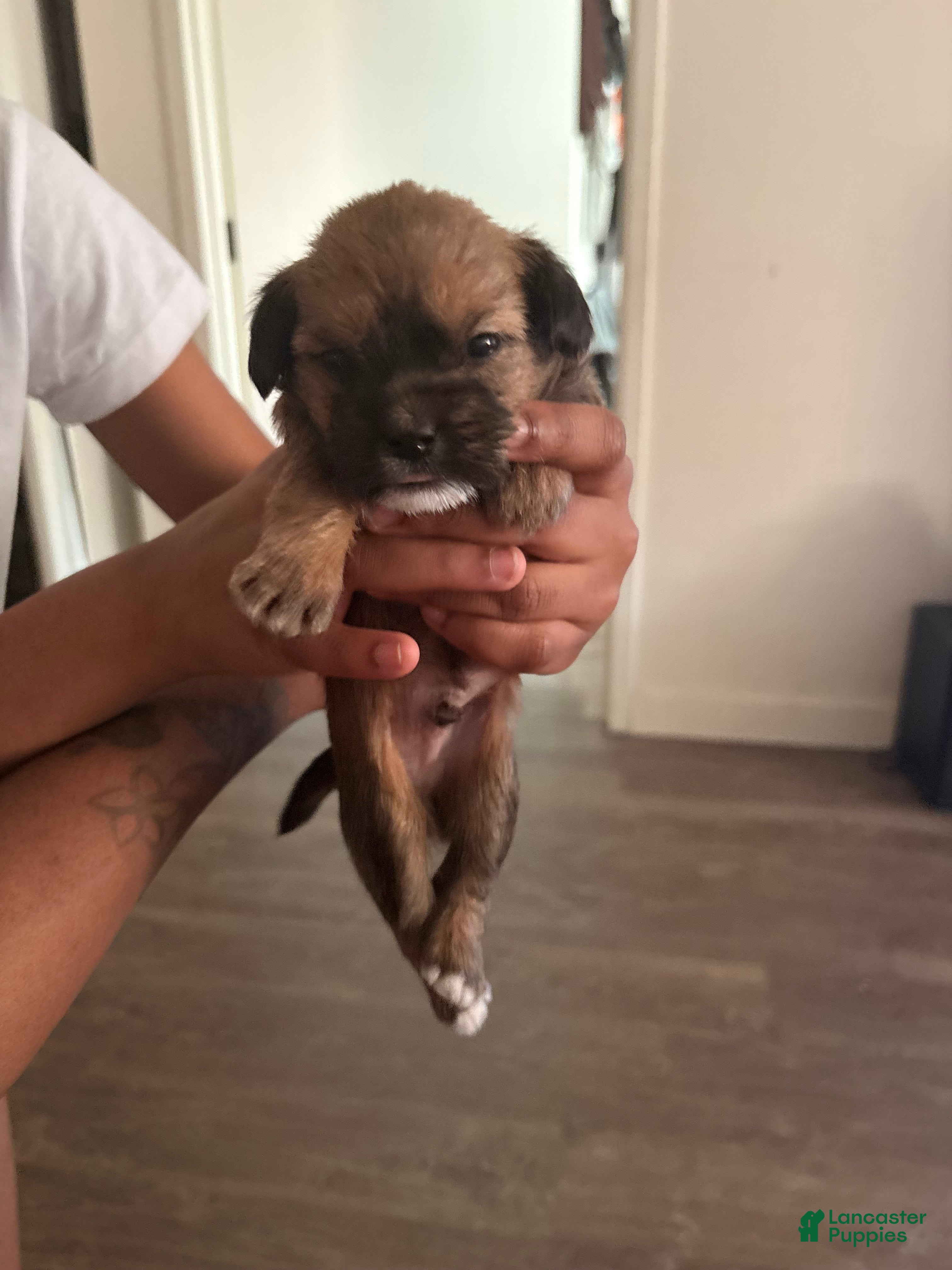 Mixed Breed dogs Baby dash  - Ad 28