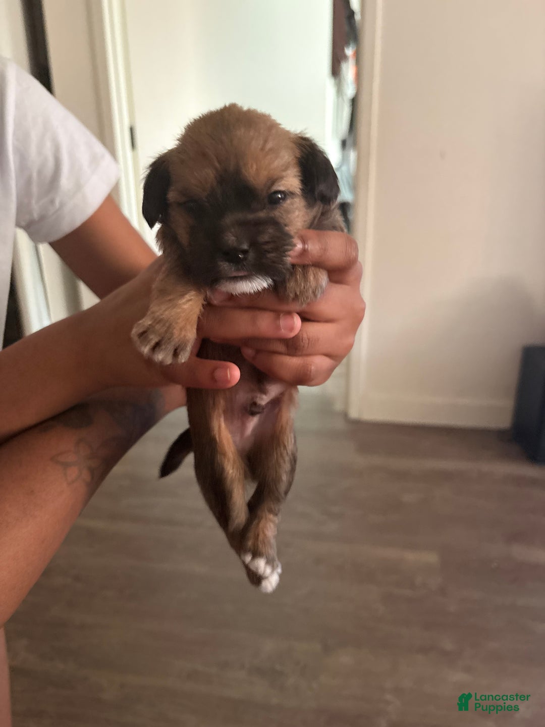 Mixed Breed dogs for sale: Baby dash  - Ad 1