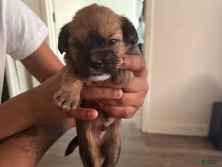 Mixed Breed dogs Baby dash - Ad 31