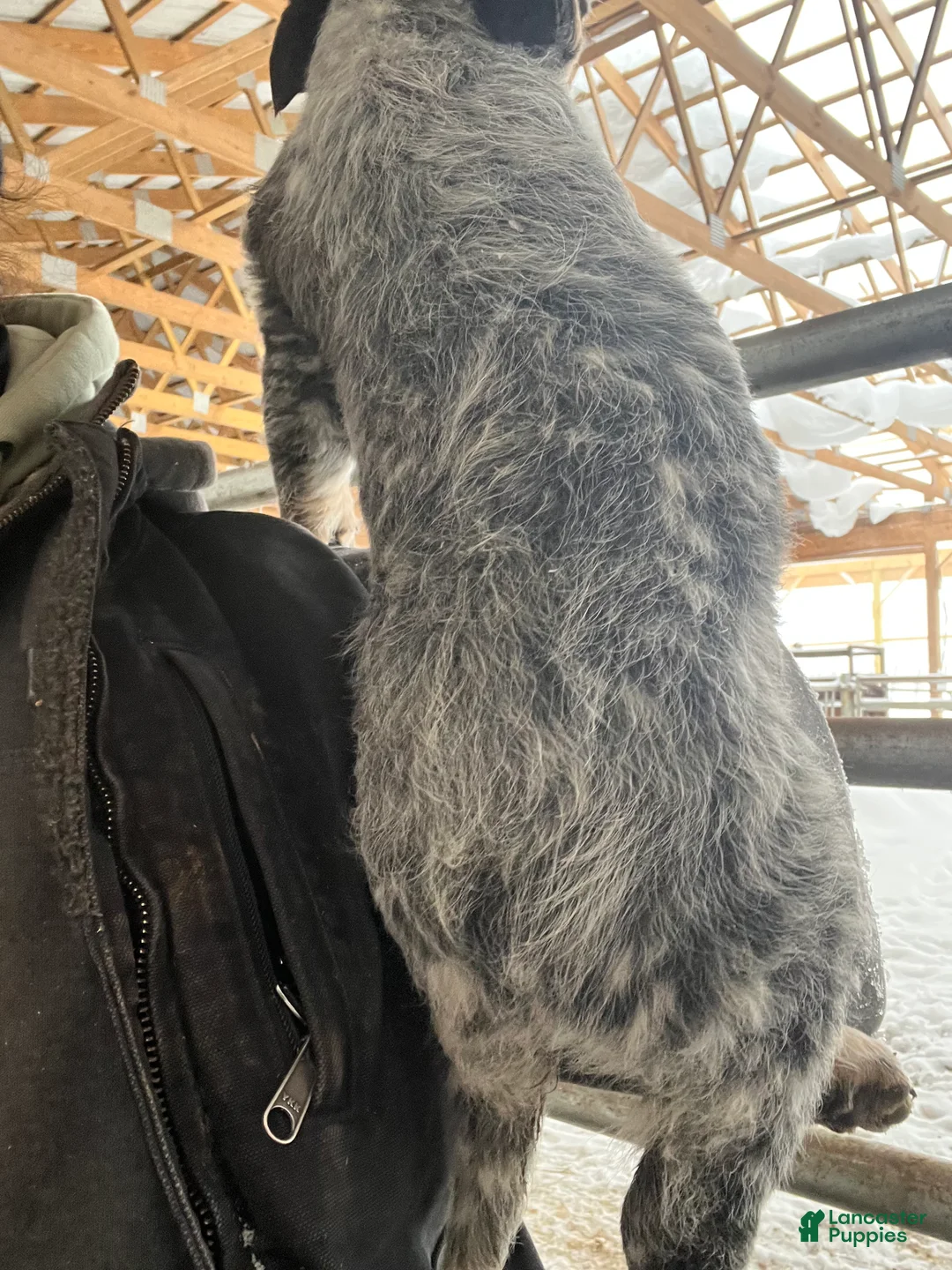 Australian Cattle Dog dogs for sale: Felicia - Ad 2