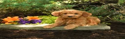 Mini Goldendoodle dogs for sale: Aspen - Ad 2