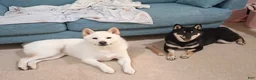 Shiba Inu dogs for sale: 🩷 Wendi 🩷 - Ad 7