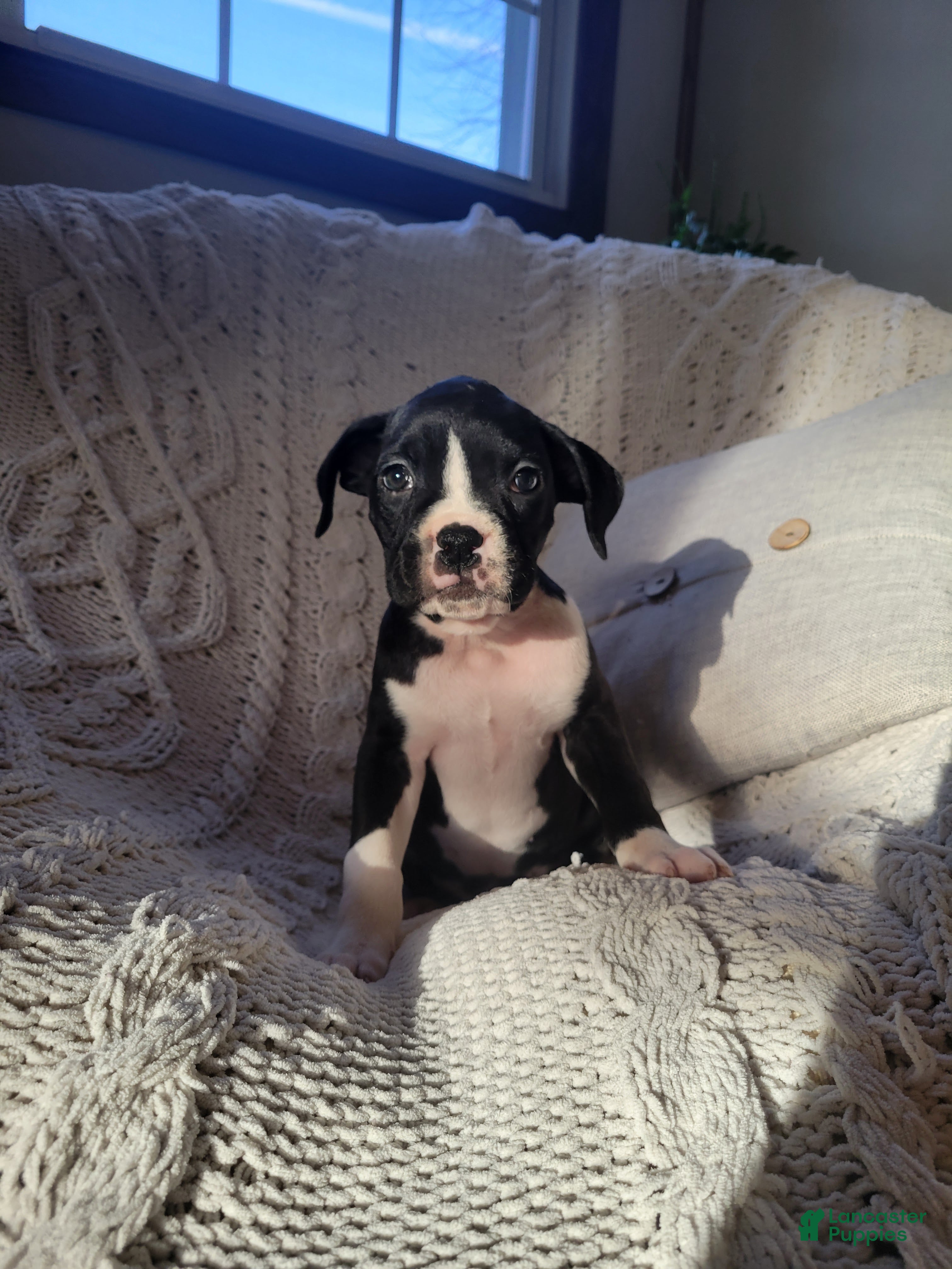 Boxer dogs Prince - Ad 32