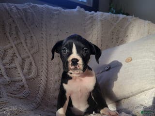 Boxer dogs Prince - Ad 39