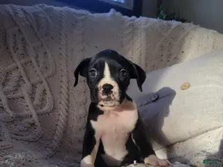 Boxer dogs Prince - Ad 32