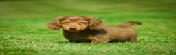 Miniature Dachshund dogs for sale: Ezra - Ad 3