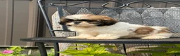 Shih Tzu dogs for sale: Queenie Shih Tzu  - Ad 43