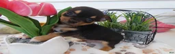 Chihuahua dogs for sale: Chihuahua Puppy 5 Duke - Ad 4