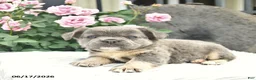 French Bulldog dogs for sale: Sage  - Ad 4