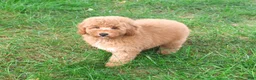 Mini Goldendoodle dogs for sale: Benny - Ad 5